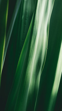 Green eye protection wallpaper