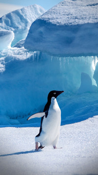 Revealing the evolution of penguins