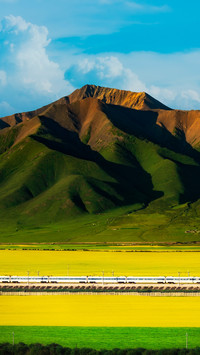 Highway in the rapeseed flower sea below Qilian Mountains
