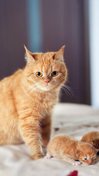 猫咪的“天敌”是什么