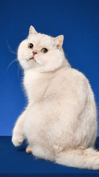 A white kitten turning its head against a blue background