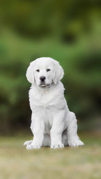 Central Asian Shepherd Dog puppy