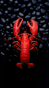 Eating lobster in sweden in winter