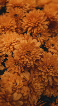 Nature B6 (21)