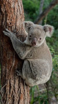 Lovely animals-07
