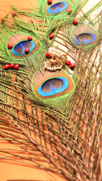 peacock_0002_peacock_0012_图层 3
