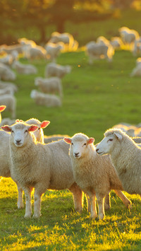 A goat in the sunlight