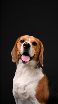 Why Dogs Hate Elizabeth Circle 0