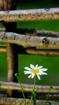 Fresh Daisy