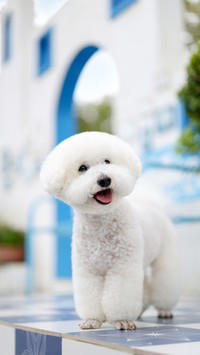 Are you a dog favorite