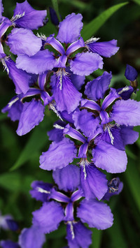A bunch of irises