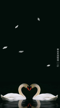 浪漫天鹅