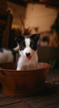 Cute Animals (11)