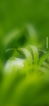 雨水的节气