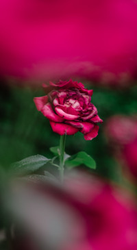 Nature HD - 2020-06-02T125954.341