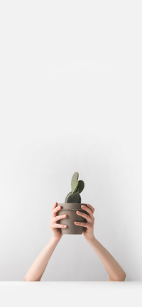 Fresh Potted Plants-PAIXIN