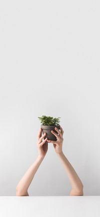 Fresh Potted Plants-PAIXIN