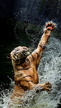 Cute Tiger Emotion Pack Arrives 08