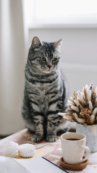 猫咪的迷惑怪癖行为