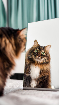The Meaning of Cats Ear Posture 5