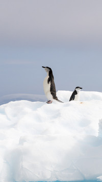 Lovely Penguins on Snow