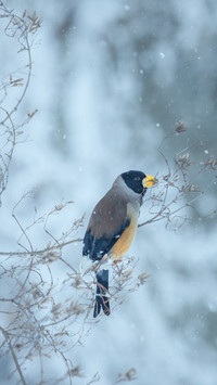 雪中枝头 一鸟独立