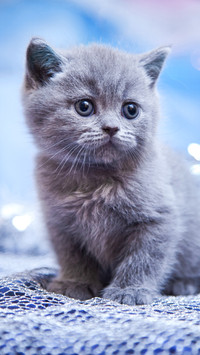圆滚滚的英国短毛猫