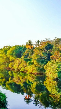 trees