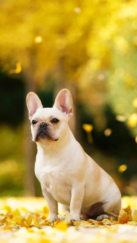 Dog473