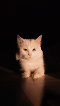 White cat with blue and green eyes