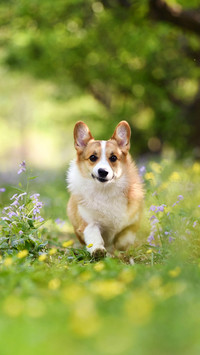 萌犬柯基