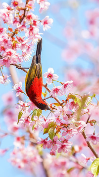 Cherry blossoms and blue throated sunbirds
