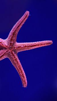 Marine Life (2)