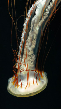 Marine Life (6)