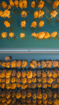 The five most beautiful places in china for metasequoia