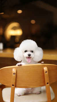 The bear on the dining chair 92