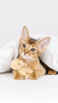 A Kitten Lying Under The Blanket And Hugging A Teddy Bear
