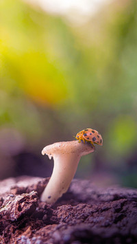 Macro insects and plants