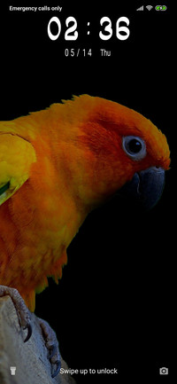 Yellow Macaw_3MDP