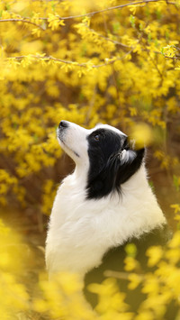 Preventing dry and cracked noses in dogs 3