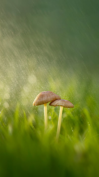 Why do mushrooms grow after rain