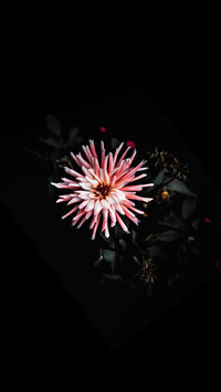 孤芳自赏