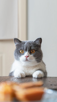 猫咪太贪吃要特别重视