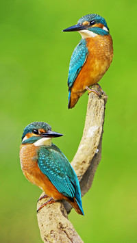 Kingfisher alcedo atthis young birds middle elbe