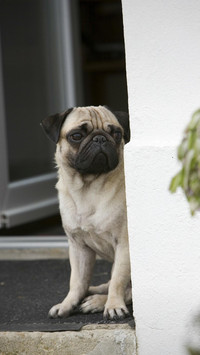 Dog527