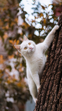 The little cat climbing trees