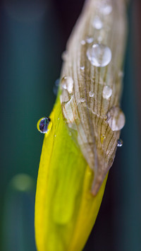 雨水落叶珠