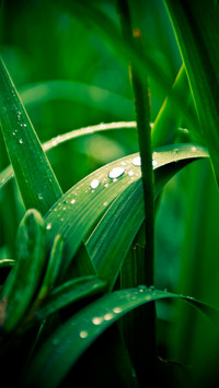 雨水落叶珠