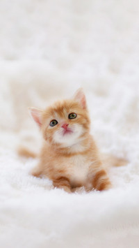 小奶猫有哪些特别的习性