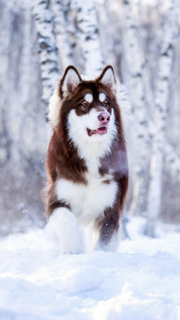 Alaska Alaska 7